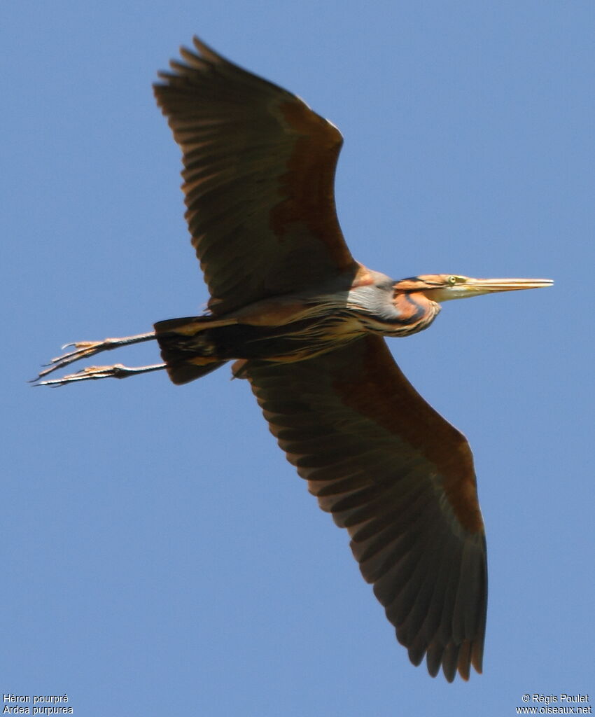 Purple Heron, Flight