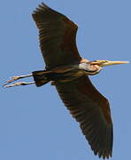 Purple Heron