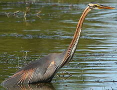 Purple Heron