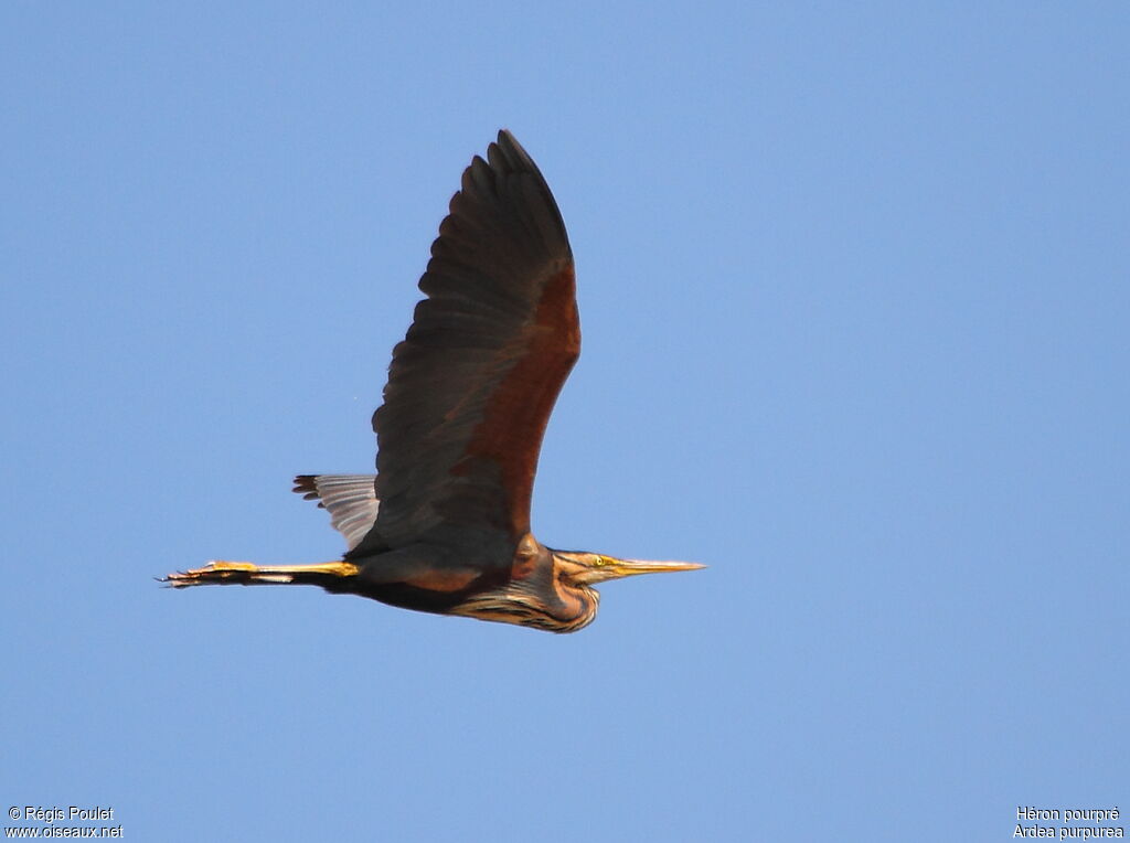 Purple Heronadult, Flight