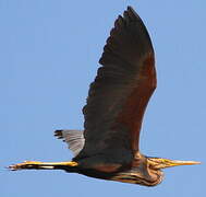 Purple Heron