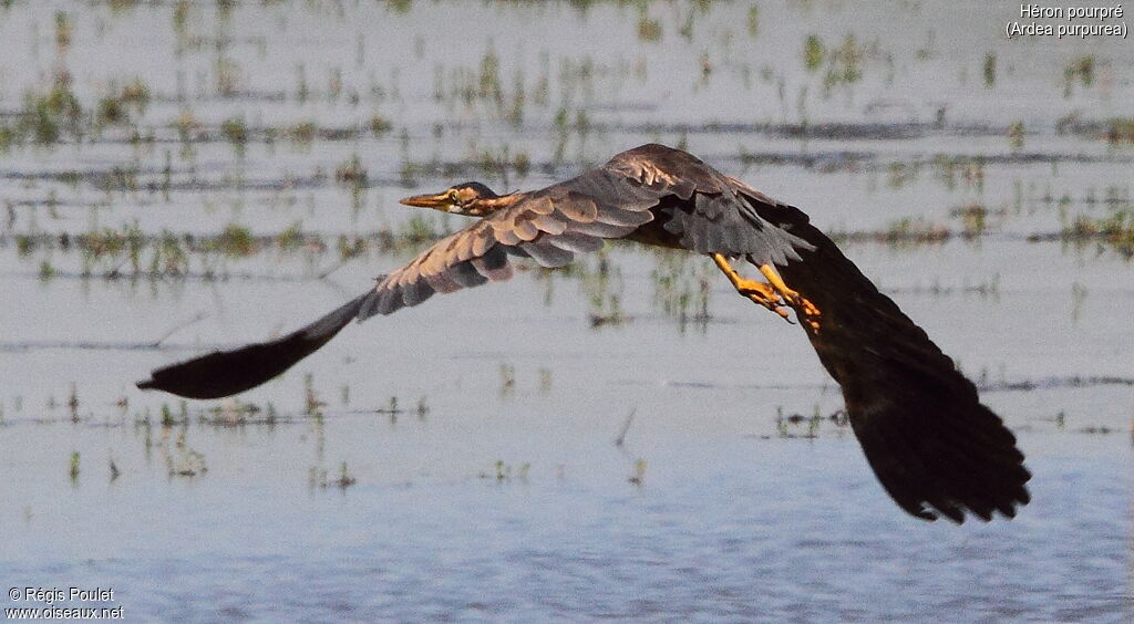 Purple Heronadult breeding, Flight