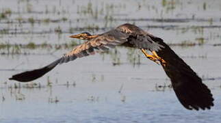 Purple Heron