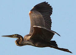 Purple Heron