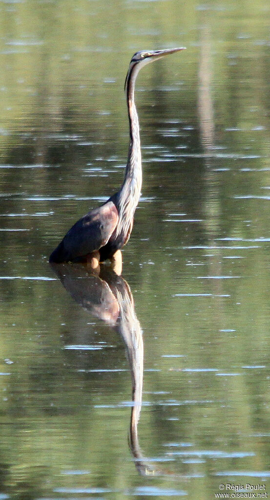 Héron pourpréadulte, identification