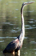 Purple Heron