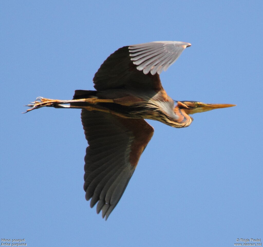 Purple Heronadult, Flight