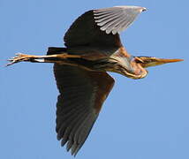 Purple Heron