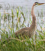 Purple Heron