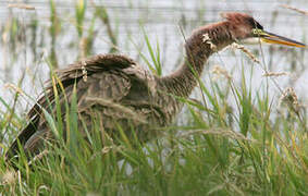 Purple Heron