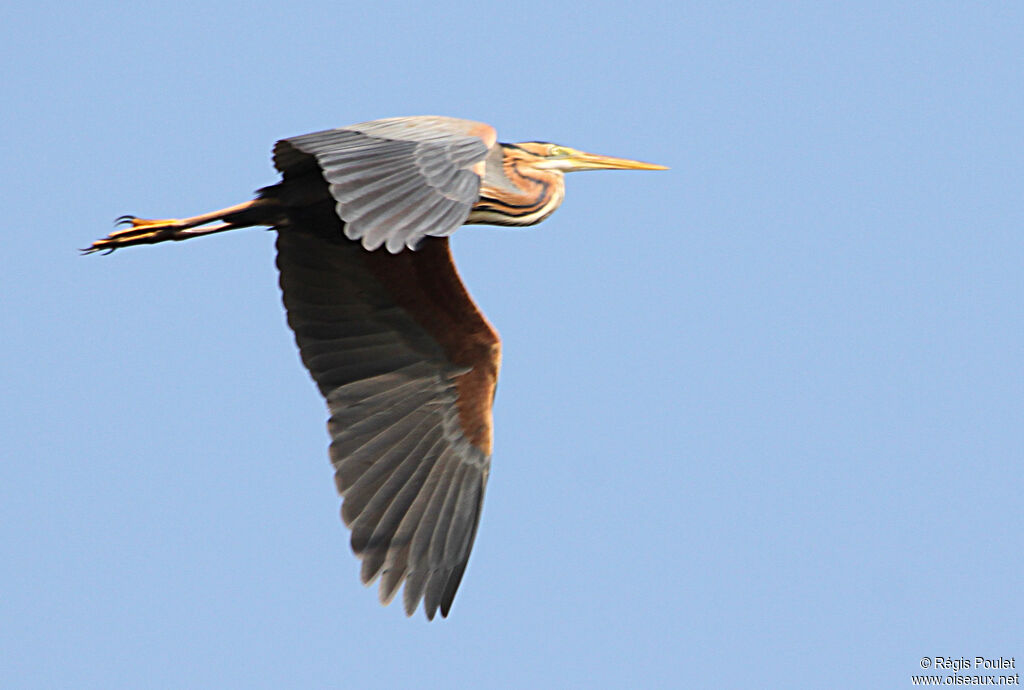 Purple Heronadult, Flight