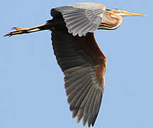 Purple Heron