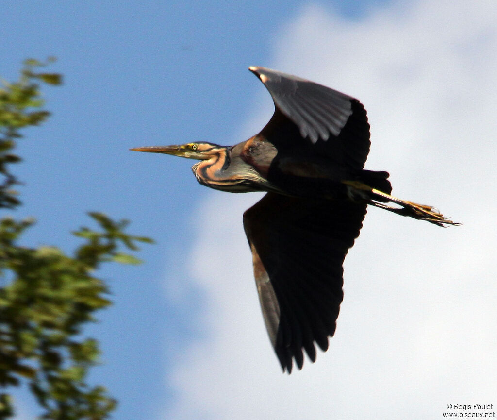 Purple Heronadult, Flight