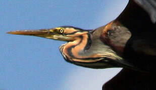 Purple Heron