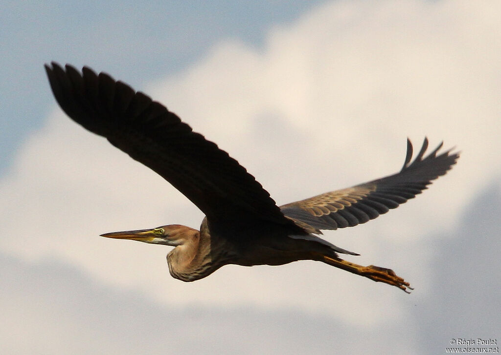 Purple Heronadult, Flight