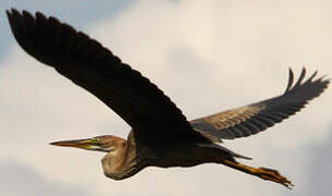 Purple Heron