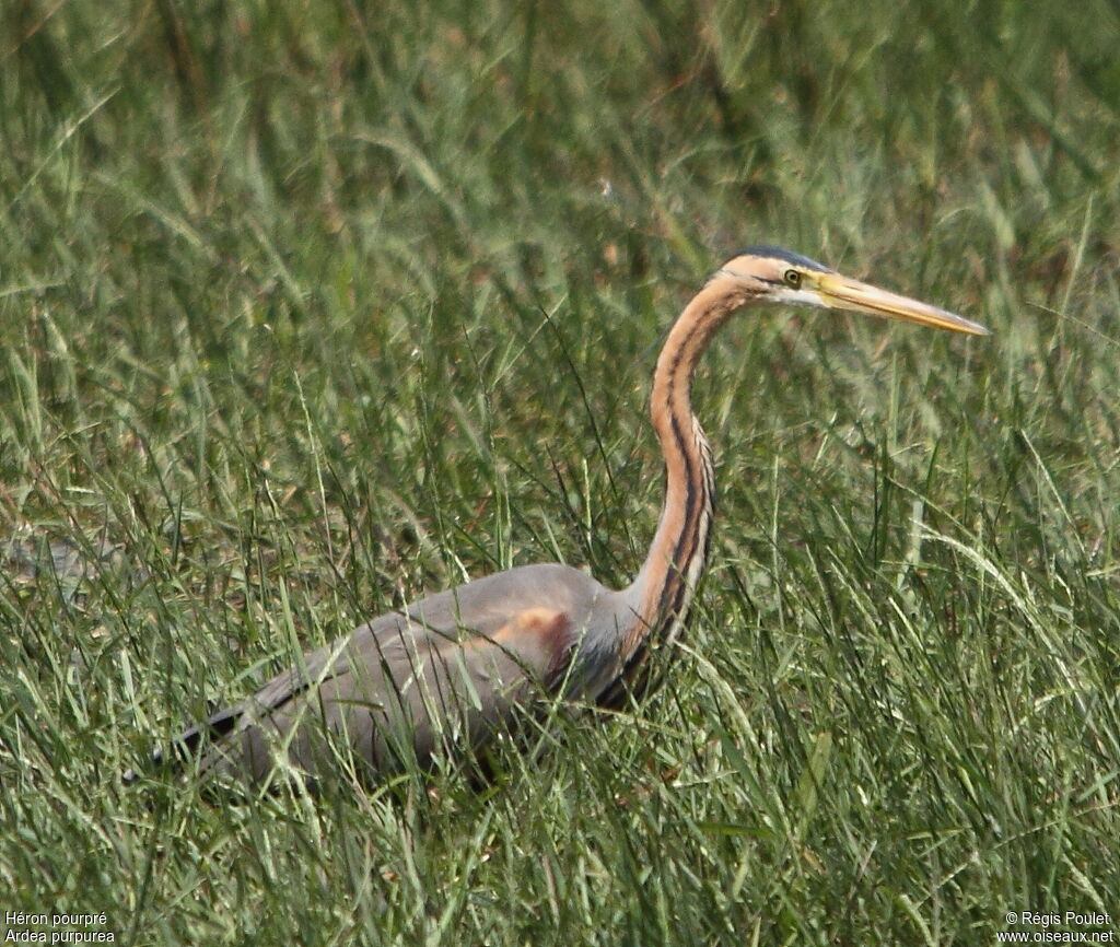 Purple Heronadult