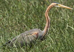 Purple Heron