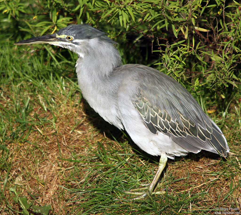 Striated Heron, identification