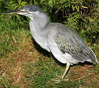 Striated Heron