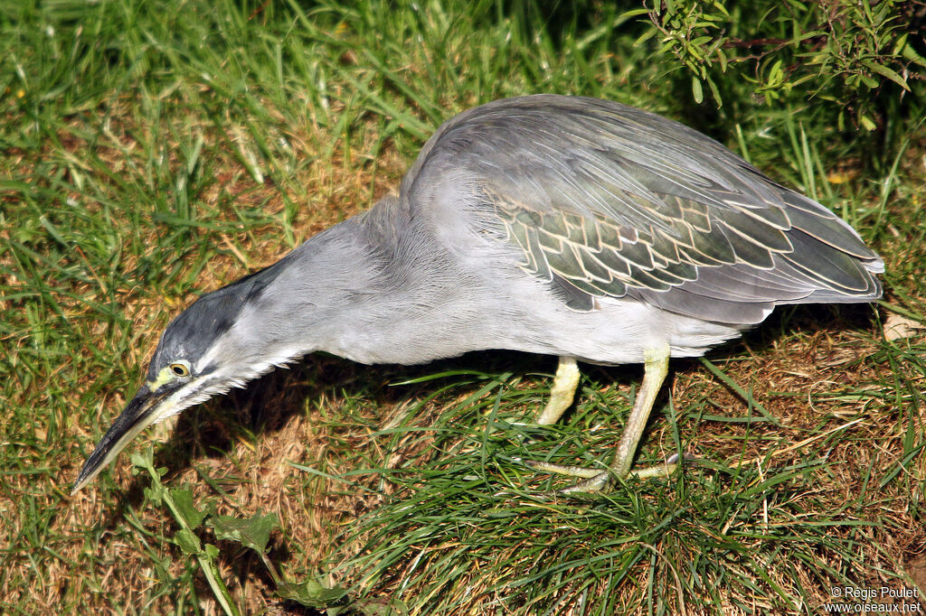 Héron strié, identification