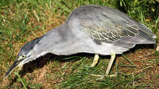 Striated Heron