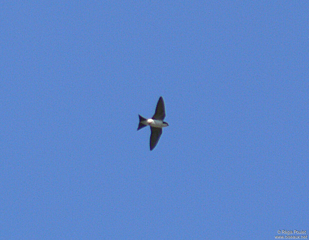 Common House Martin