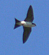 Hirondelle de fenêtre