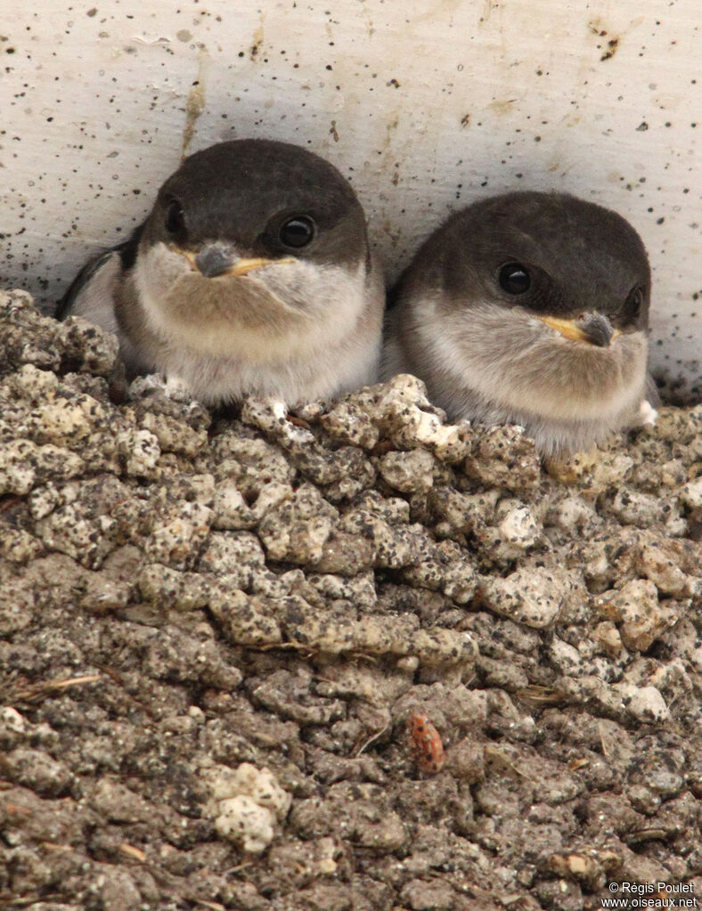 Common House Martinjuvenile, identification