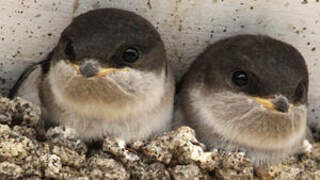 Western House Martin