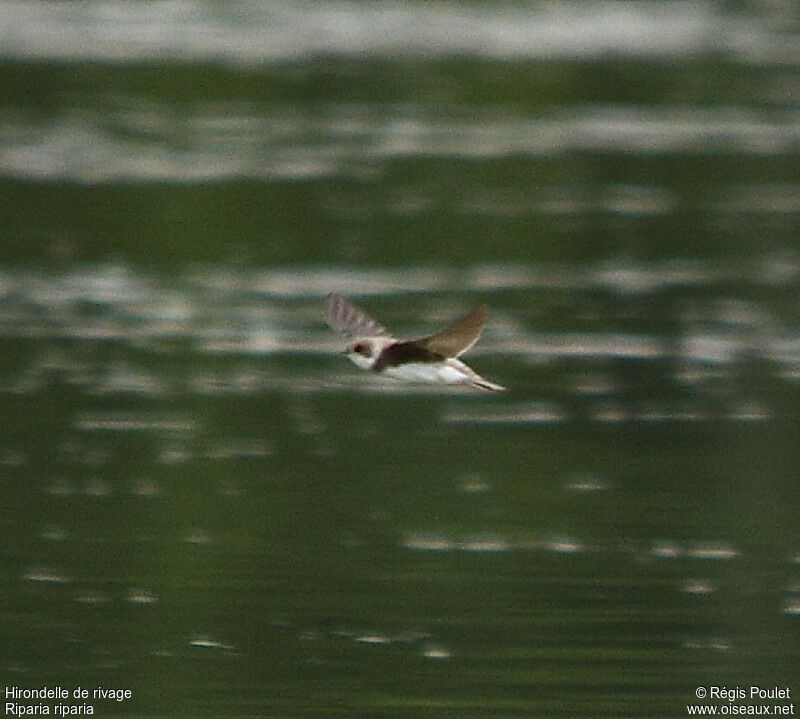 Sand Martin, Flight