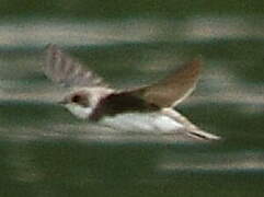 Sand Martin