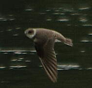 Sand Martin