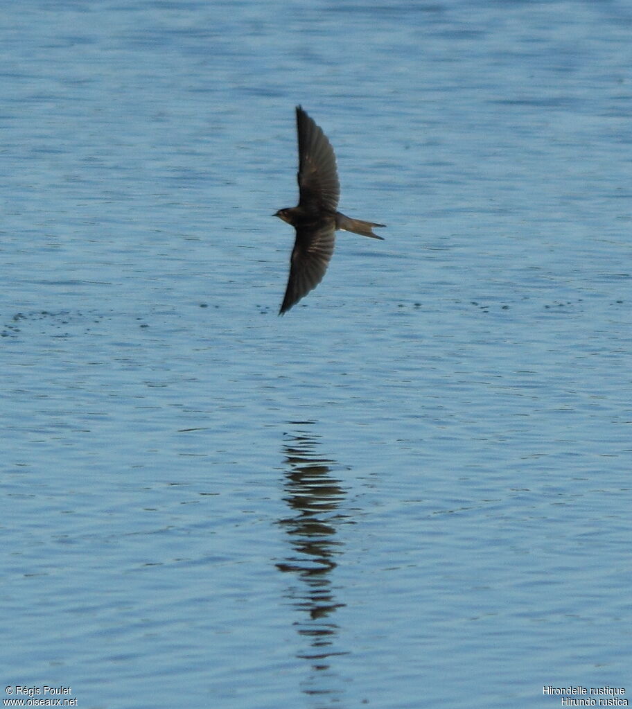 Barn Swallowjuvenile, Flight