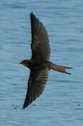 Barn Swallow