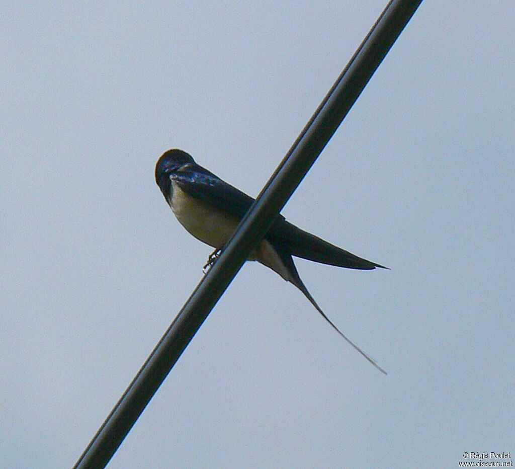 Barn Swallow