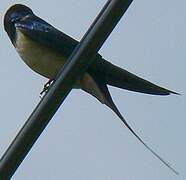 Barn Swallow