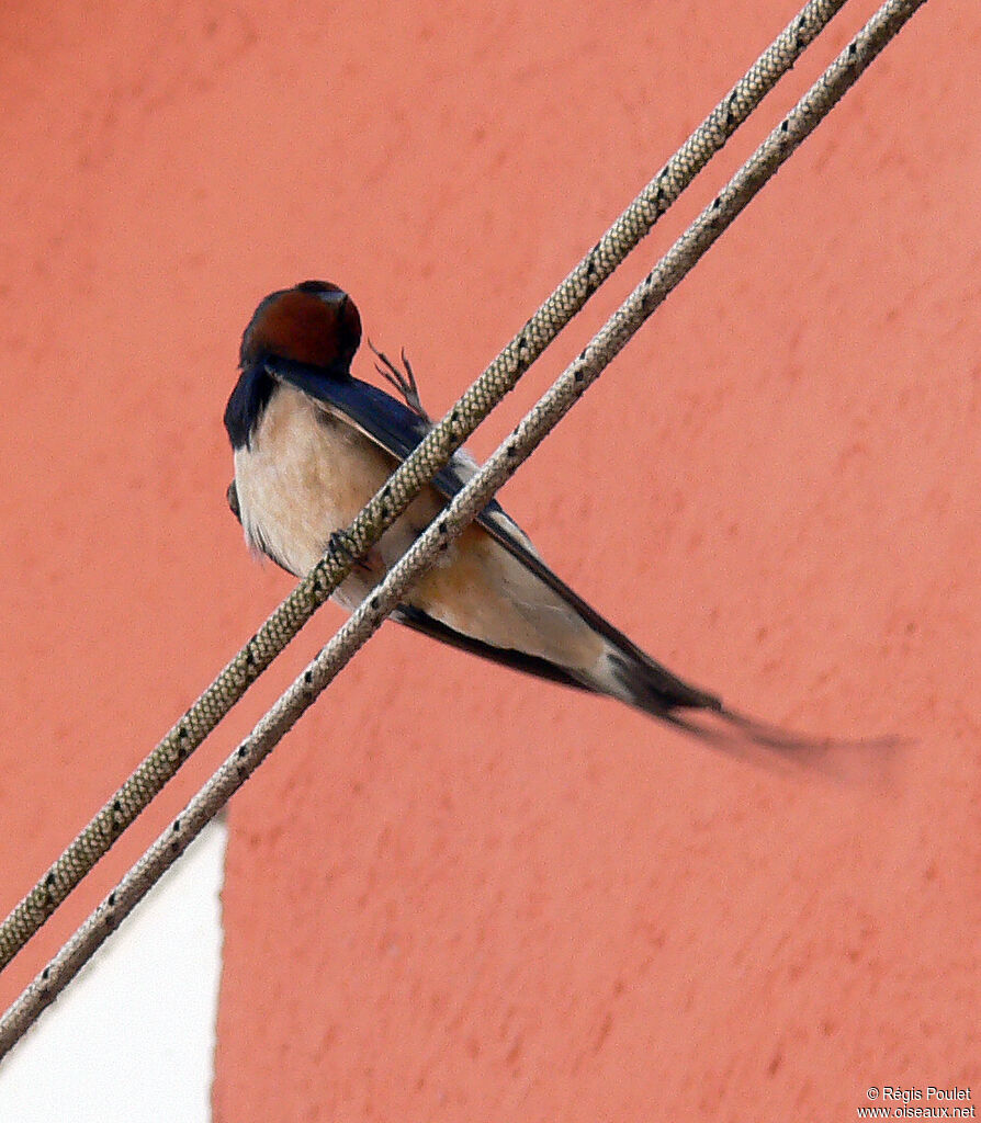 Barn Swallowadult, Behaviour