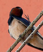 Barn Swallow