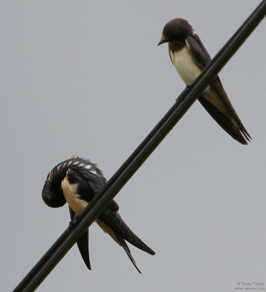 Barn Swallowadult, Behaviour