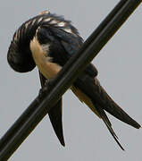 Barn Swallow