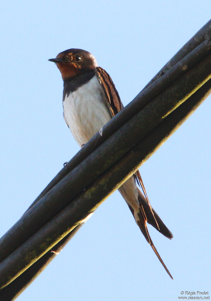 Hirondelle rustiqueadulte