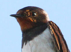 Barn Swallow