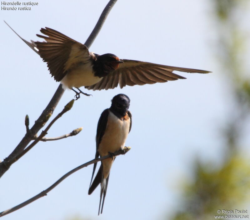 Barn Swallow, Flight