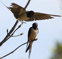 Hirondelle rustique