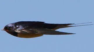 Barn Swallow