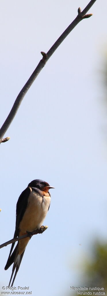 Barn Swallow