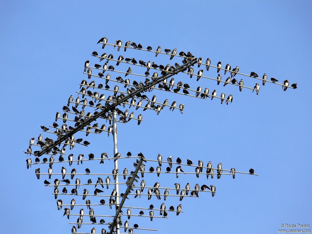 Hirondelle tapère