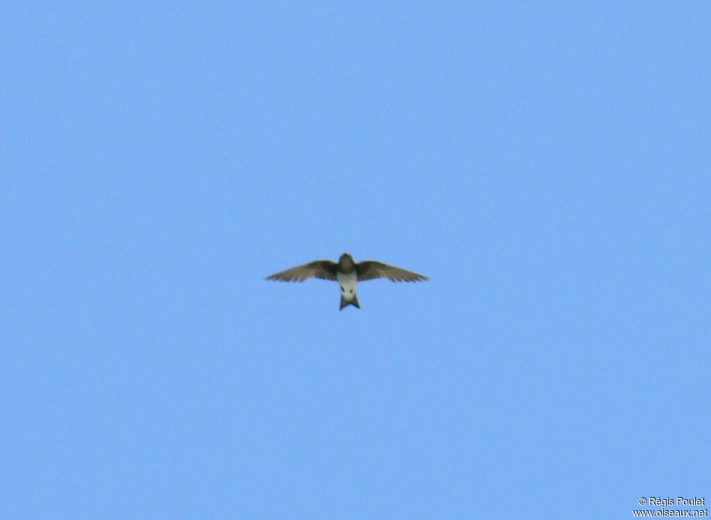 Brown-chested Martin