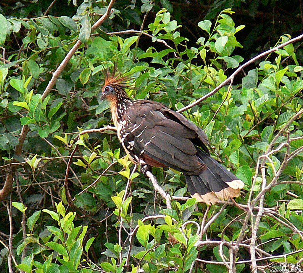 Hoatzinadult, identification